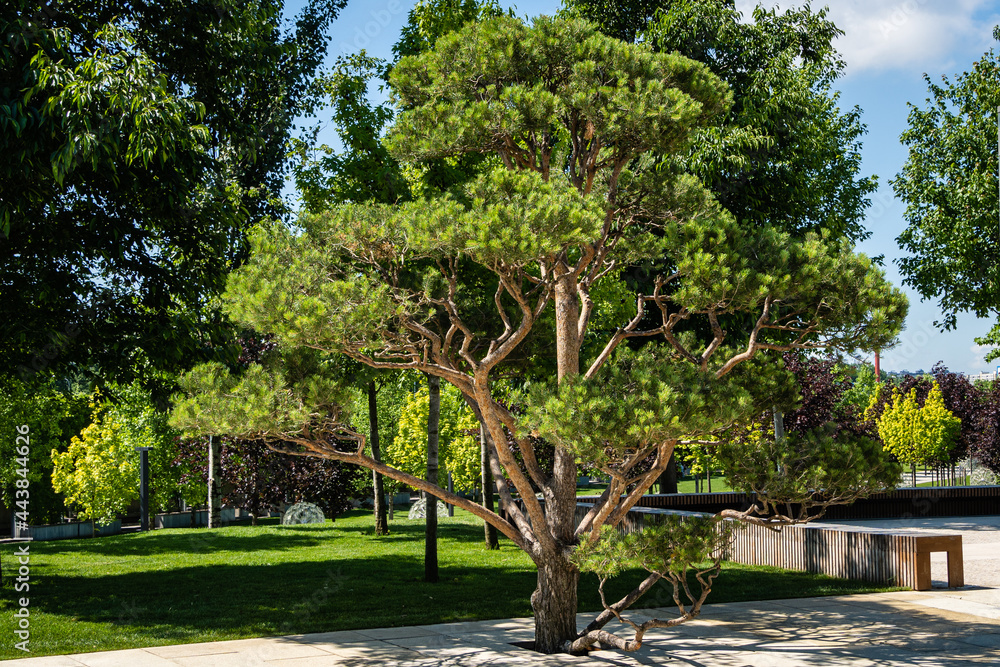 Beautiful bonsai pine (Pinus sylvestris) with lush needles against  blue summer sky. Close-up. No people. Public landscape city park 
