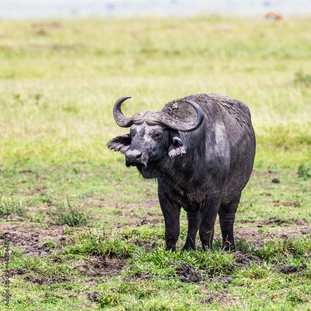 Muddy Cape buffalo in the Masai Mara, Kenya Muddy Cape buffalo in the Masai Mara, Kenya