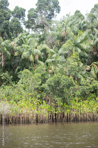 tropical garden
