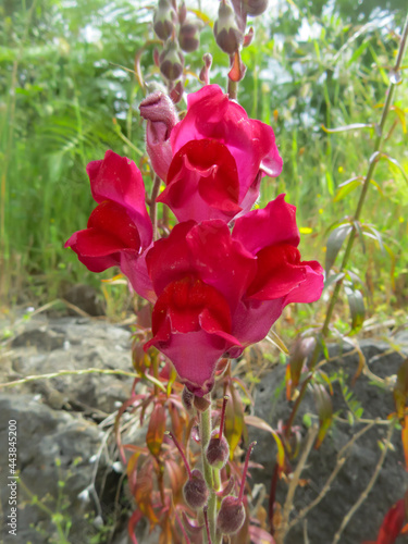 Bright red inflorescence of antirrhinum on a background of green grass