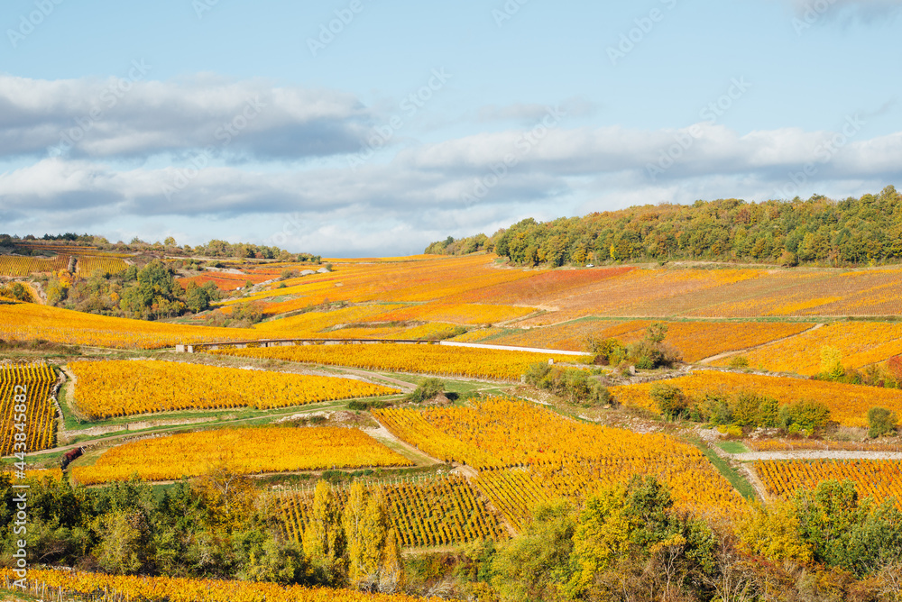 vue sur une colline de vignes automnales. Des vignes en automnes. Des vignes de bourgogne. La Côte-d'Or en automne.