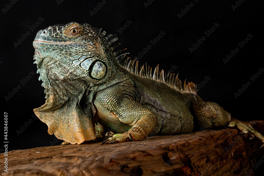 Male American Green Iguana (Iguana iguana) Male American Green Iguana (Iguana iguana)