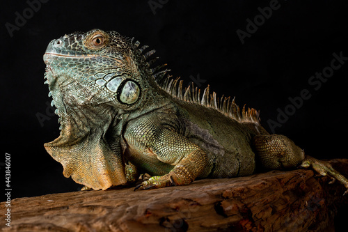 Male American Green Iguana (Iguana iguana) © monitor6