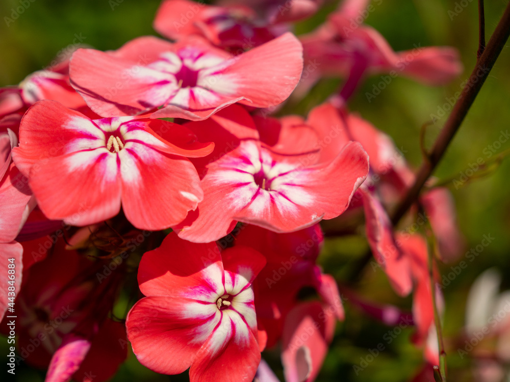 Obraz premium Beautiful rose pink white Drummond phlox polemoniaceau flowers bloom