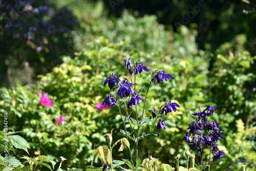 flowers in the garden