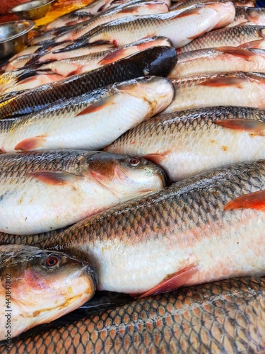 Freshly harvested rohu carp fish arranged in row for sale in indian fish market
