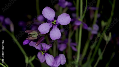 Wallpaper Mural Moricandia arvensis,purple mistress flower,collard greens plant, black background Torontodigital.ca