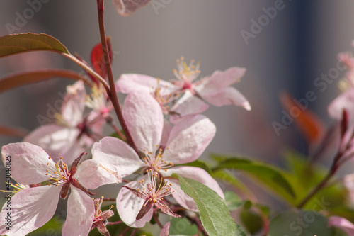 Apple tree flowers on blurred blue background