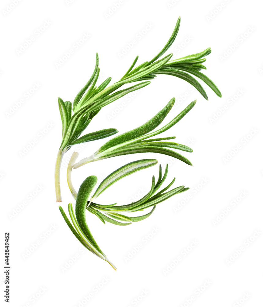 Rosemary stems close up, isolated on white background Rosemary stems close up, isolated on white background