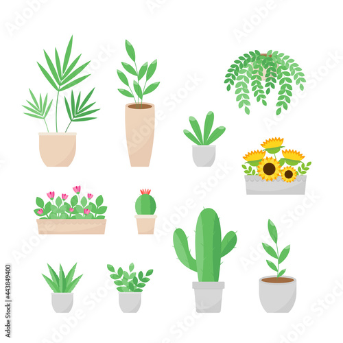 This is a collection of houseplants on a white background.