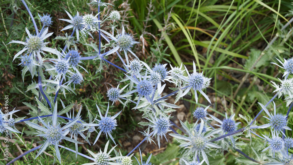 (Eryngium planum) Chardon bleu ou panicaut à feuilles planes, plante