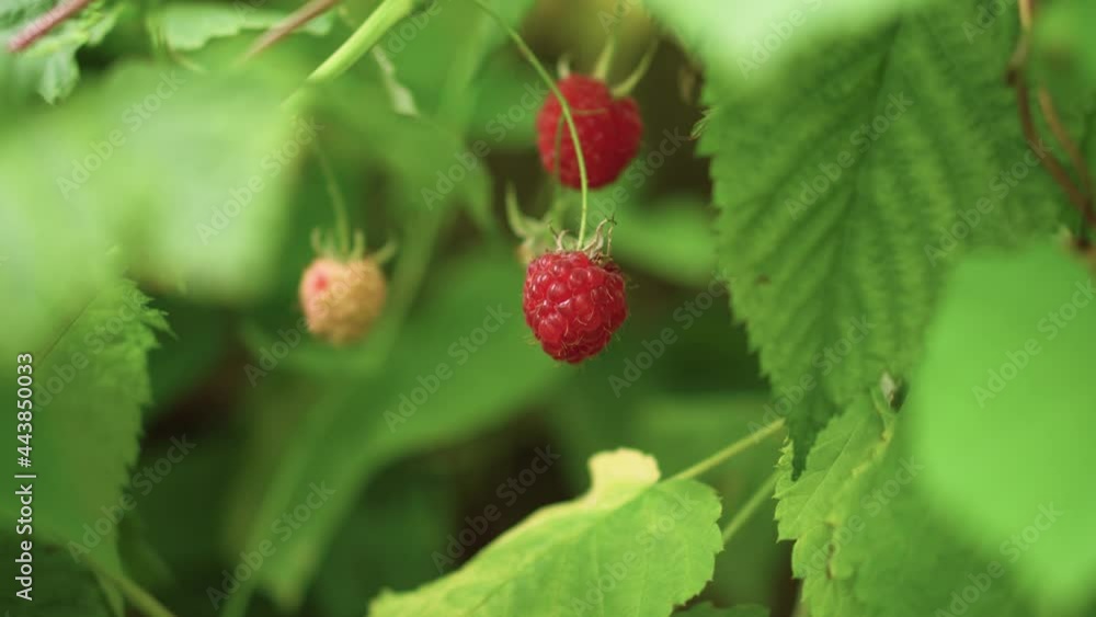 Ripe raspberry on a branch in windy sunny summer day, 4K close up copy space Ripe raspberry on a branch in windy sunny summer day, 4K close up copy space