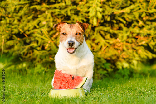 Concept of pet summer food and feeding with dog and fresh watermelon in bowl outdoor
