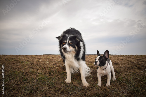 Fototapeta Naklejka Na Ścianę i Meble -  French bulldog and border collie in the field. They are crazy dogs.