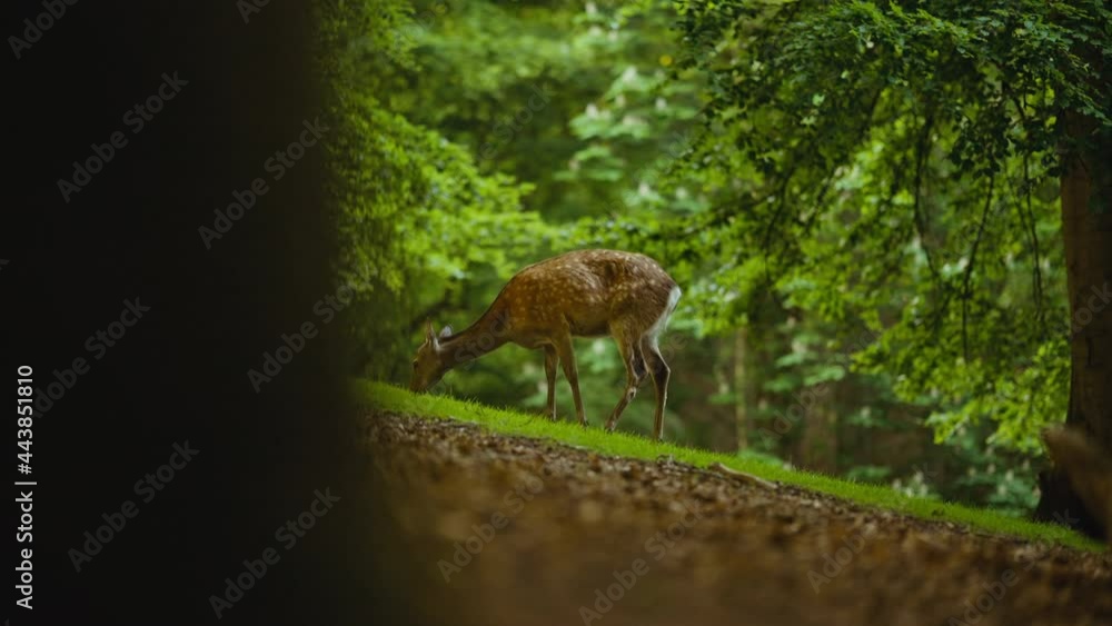 Young Deer Grazing Green Grass In Lush Forest Young Deer Grazing Green Grass In Lush Forest
