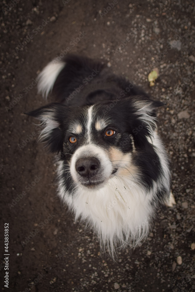 Autumn portrait of border collie on road. He is so cute in with this face. He has so lovely face.