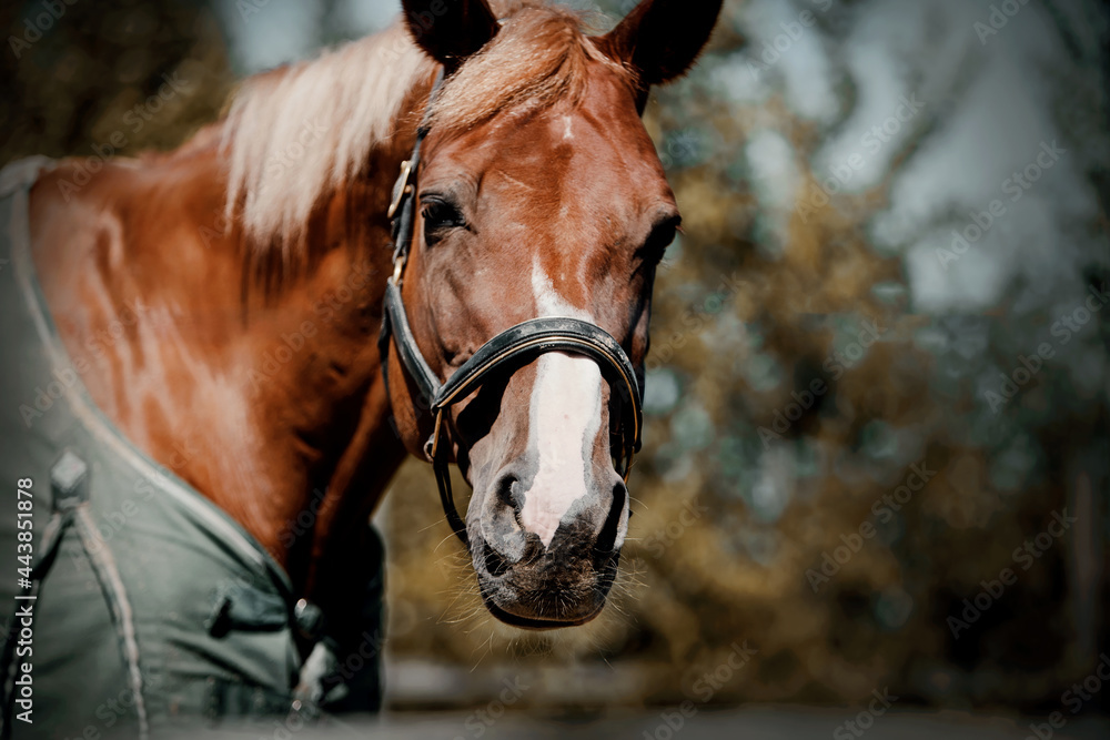 Portrait of a horse in a halter and a blanket. Portrait of a horse in a halter and a blanket.
