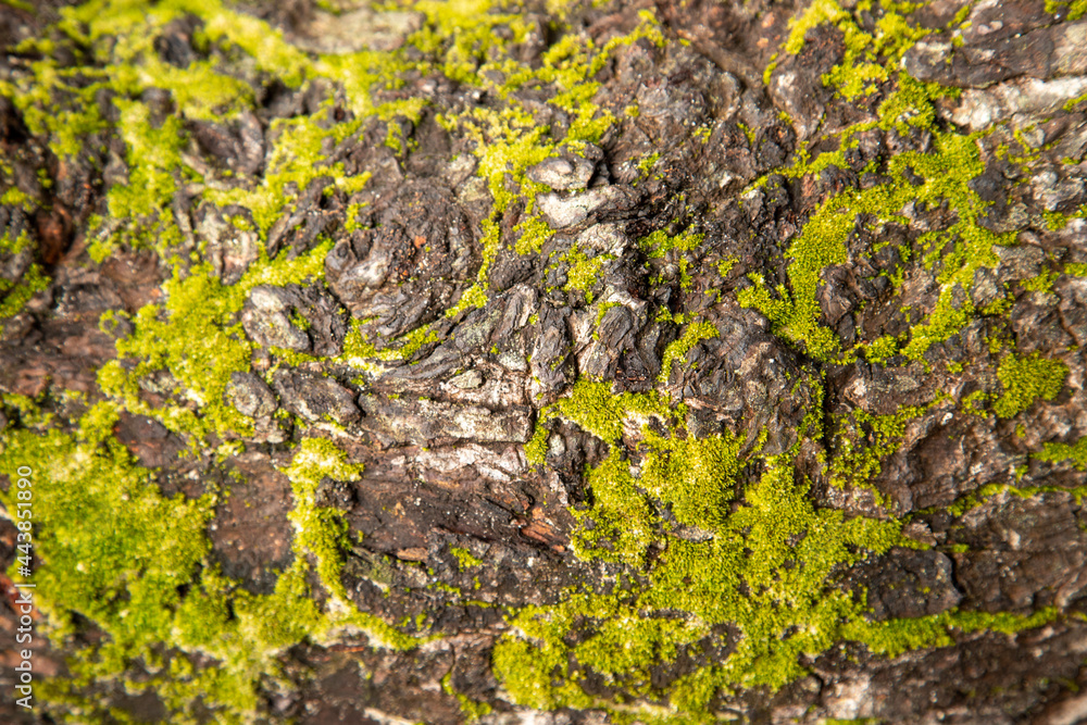 moss on tree bark moss on tree bark