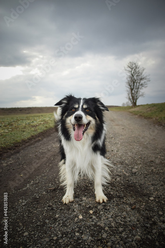Border collie is standing on the field. He is so funny and he looks more cute. © doda