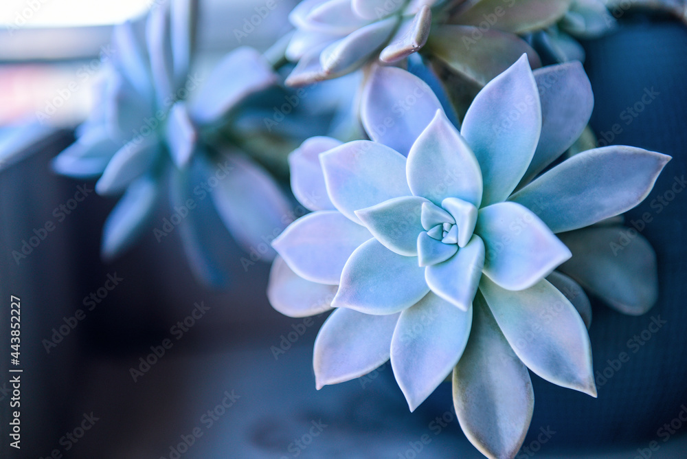 Fototapeta premium Echeveria ponto rosa