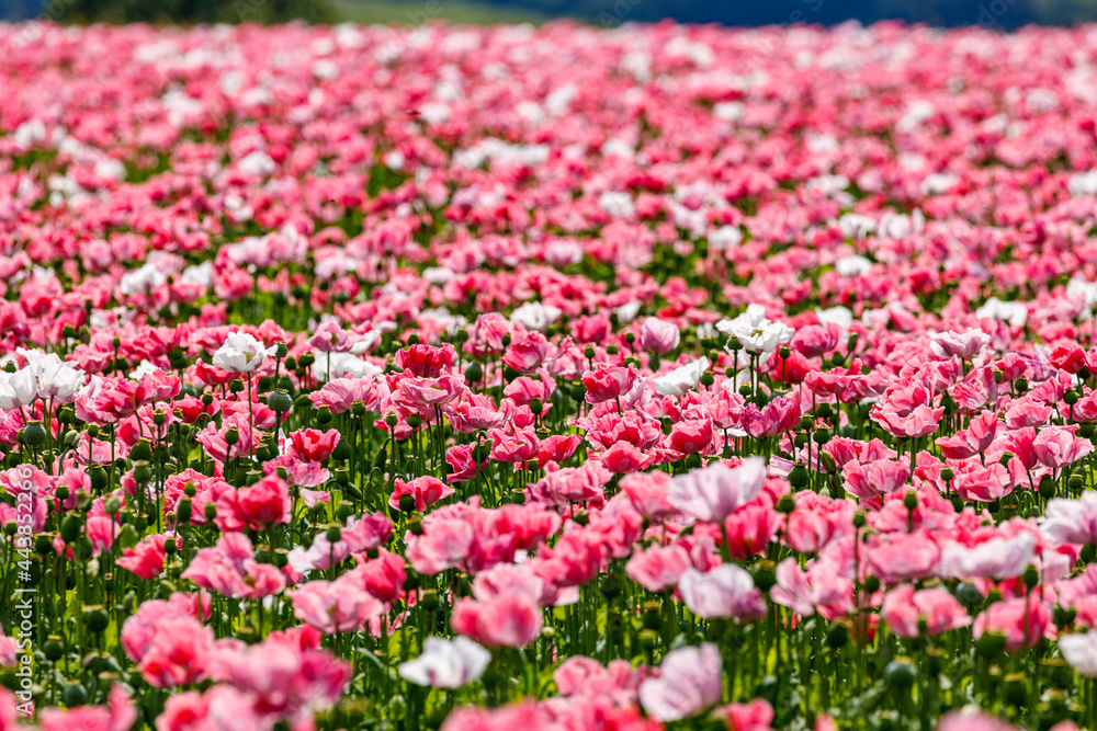 Flowers of an opium poppy field 
