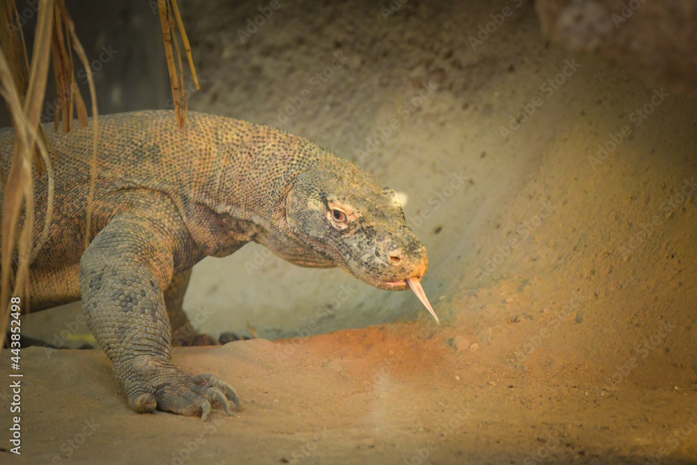 Monitor lizard on backyard of rustic village. South Asia fauna near human settlement. Dangerous