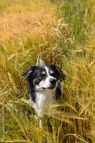 Border collie is sitting in the field. He is really good boy in sunset light