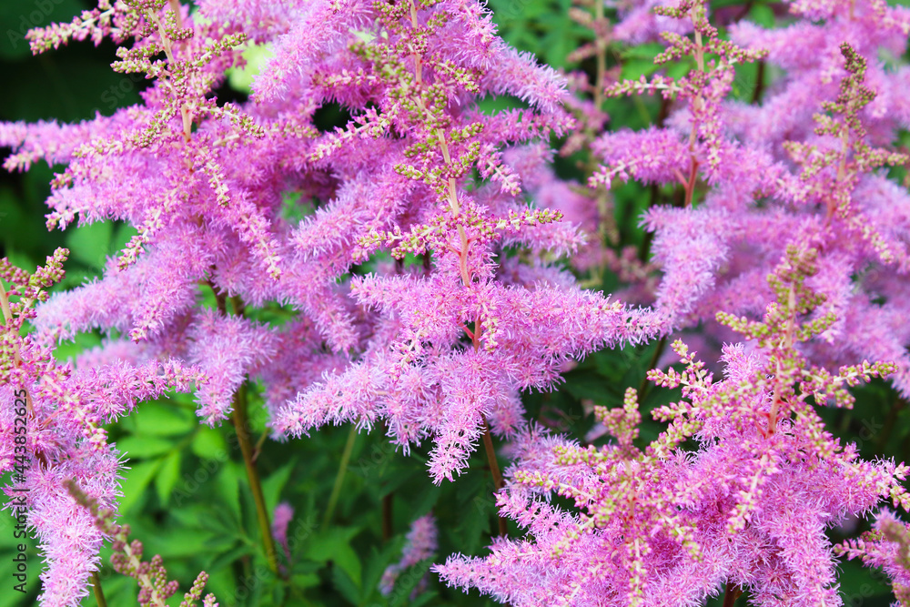 Beautiful flowers of astilbe. Close-up. Background. Scenery.