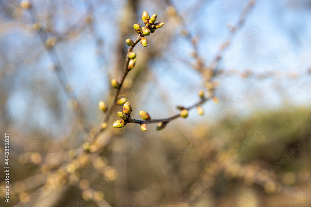 First delicate blossom grows on the branches of the cherry tree First delicate blossom grows on the branches of the cherry tree