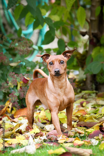 Brown dog is standing in autumn nature. He is so cute dog.