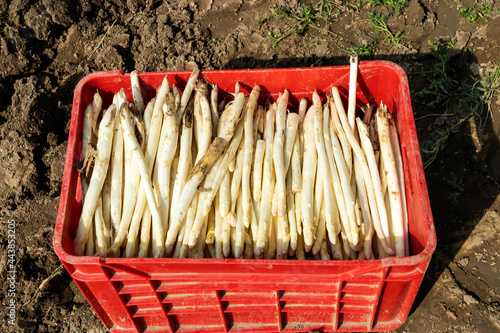 Weißer Gemüsespargel in roter Feldkiste photo