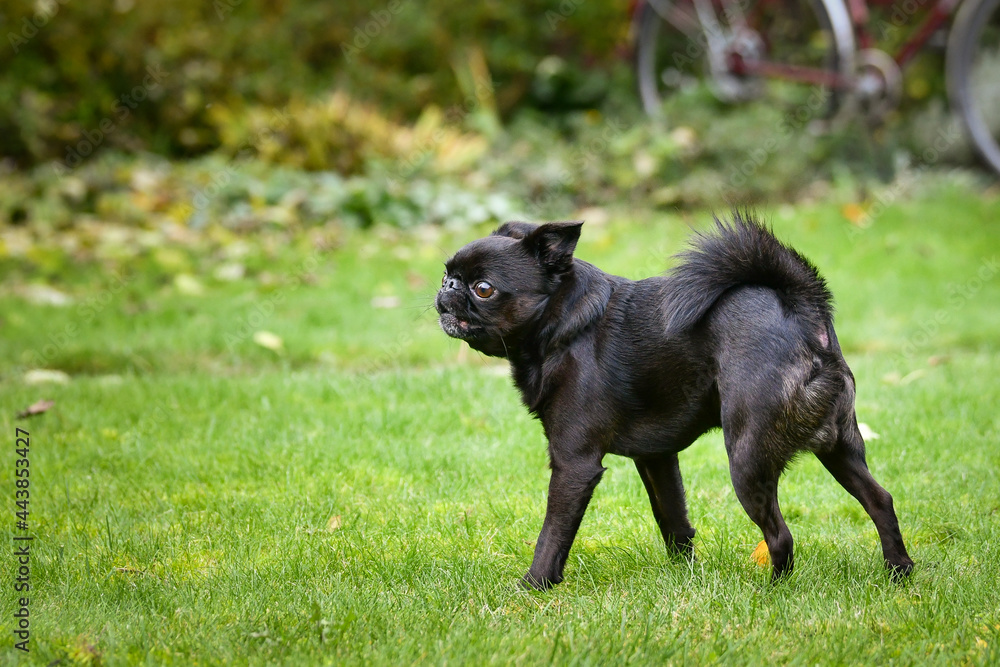 Fototapeta premium Crazy Black dog is running in nature with his toy. He is so cute dog.