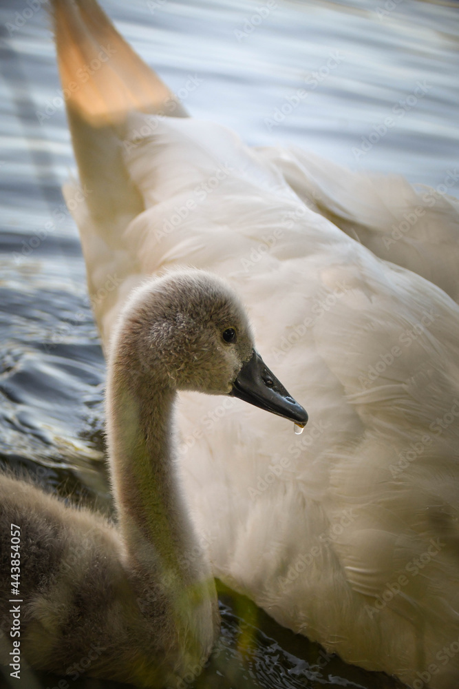 White swan flock in summer water. Swans in water. White swans. Beautiful white swans floating on the water. swans in search of food. selective focus. White swan flock in summer water. Swans in water. White swans. Beautiful white swans floating on the water. swans in search of food. selective focus.