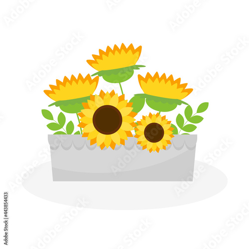 These sunflowers are isolated on a white background. 