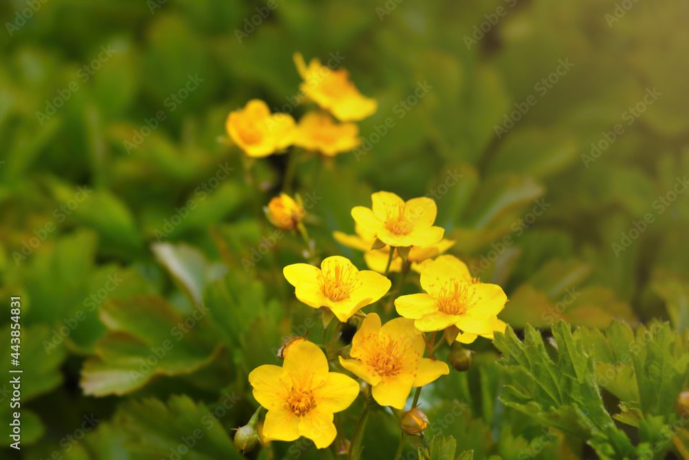 close-up on perennial flowering yellow flowers on the meadow. close-up on perennial flowering yellow flowers on the meadow.