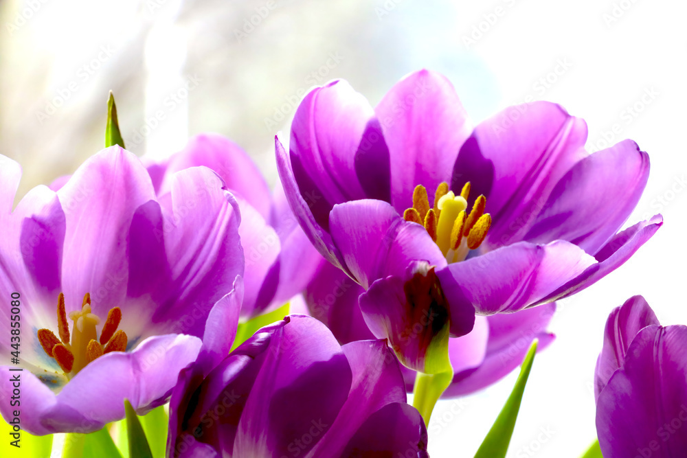 Blooming purple tulips in a bouquet. Fragrant smell. Blooming purple tulips in a bouquet. Fragrant smell.