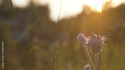 In the warm rays of the sun, beetles kiss on the flower couch photo