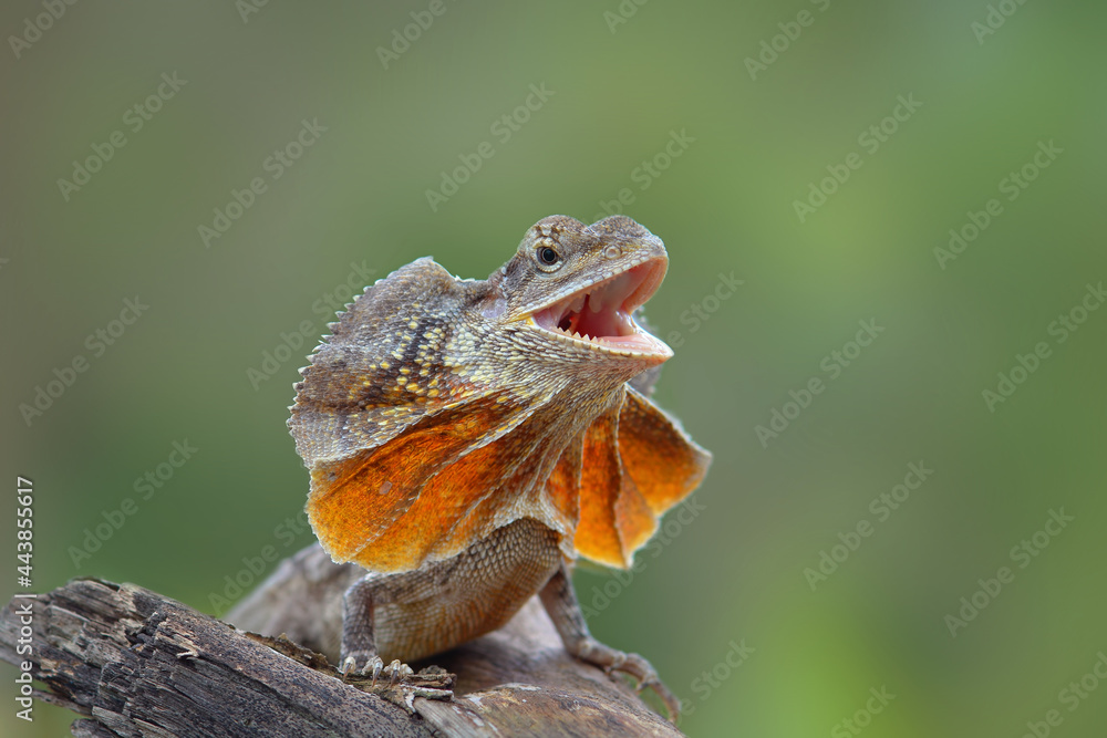 chlamydosaurus kingii on tree branch chlamydosaurus kingii on tree branch