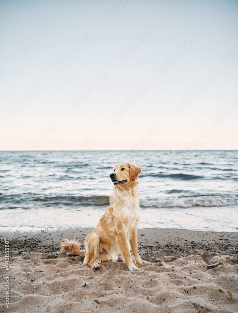 Golden retriever on the seashore. Happy dog by the seaside is looking into the camera. Golden retriever on the seashore. Happy dog by the seaside is looking into the camera.