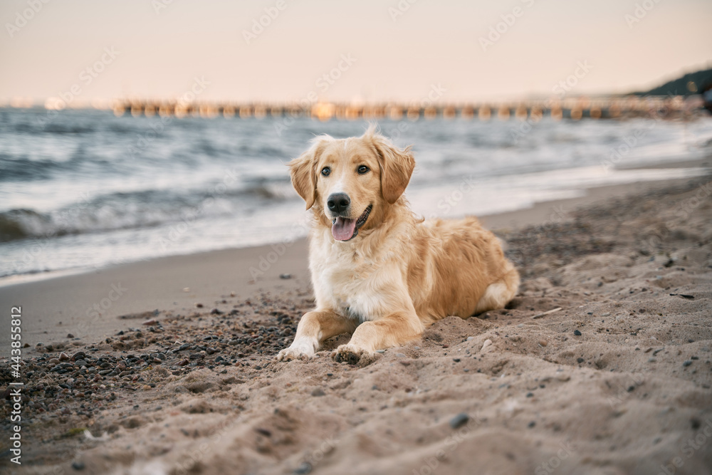 Golden retriever on the seashore. Happy dog by the seaside is looking into the camera. Golden retriever on the seashore. Happy dog by the seaside is looking into the camera.
