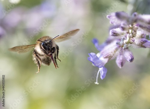 A bumble-bee fly around a lavandula flower on a garden. © milkovasa