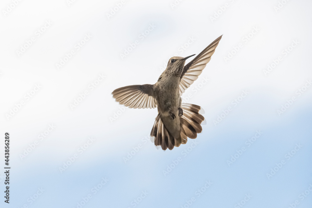 Fototapeta premium Black-Chinned Hummingbird (Archilochus alexandri)
