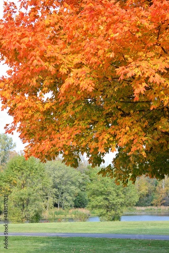 Bright orange maple tree celebrating autumn in the park