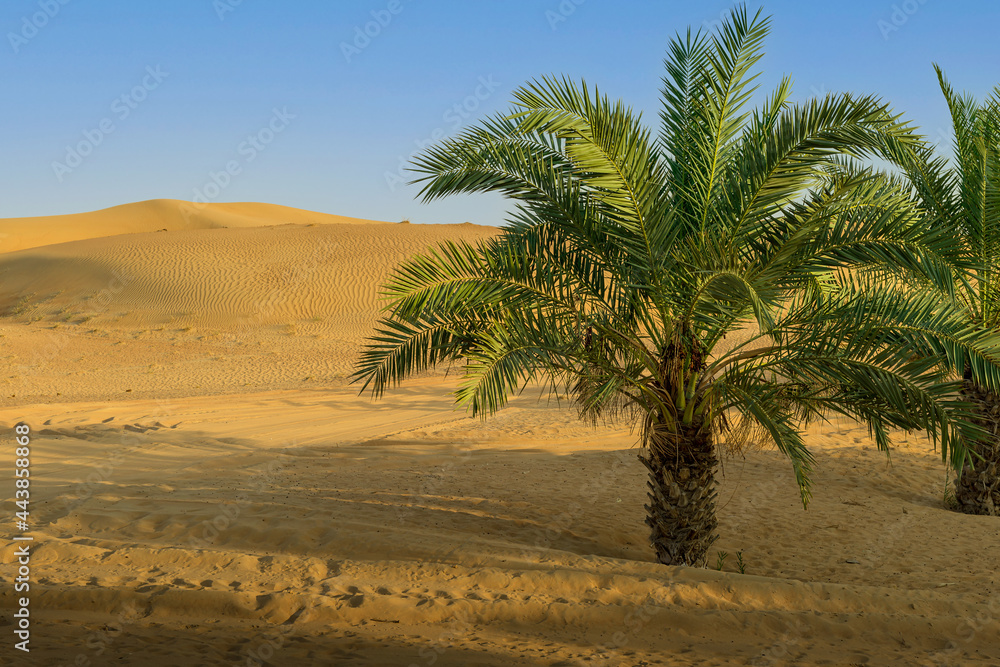 Dattelpalen in einer Wüstenlandschaft Dattelpalen in einer Wüstenlandschaft