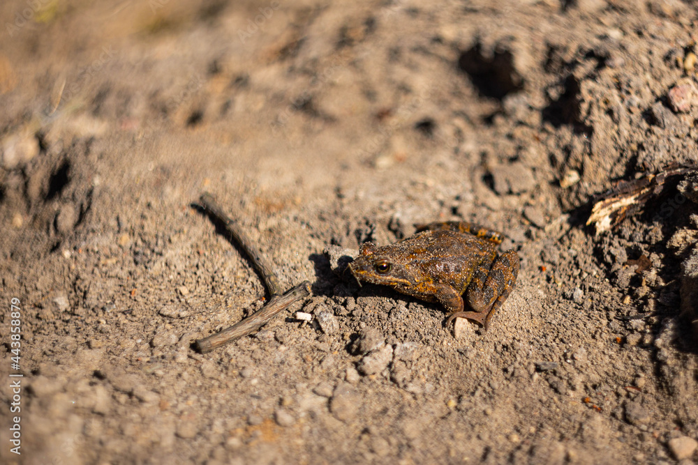 Little brown frog on the sand on the ground Little brown frog on the sand on the ground