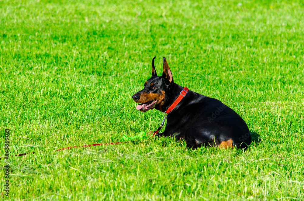 Doberman on the meadow grass Doberman on the meadow grass
