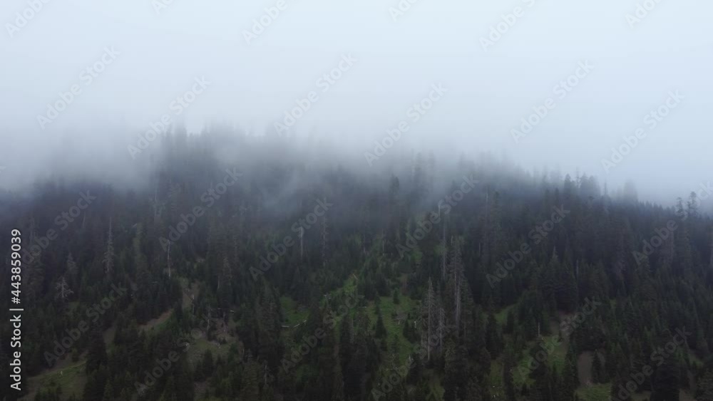 Cloud and forest aerial view Cloud and forest aerial view