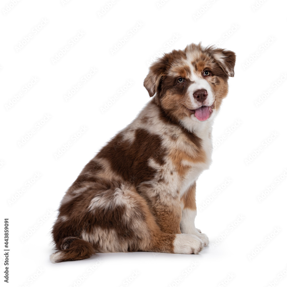 Cute red merle white with tan Australian Shepherd aka Aussie dog pup, sitting side ways. Looking towards camera, tongue out. Isolated on a white background.