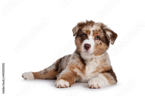 Cute red merle white with tan Australian Shepherd aka Aussie dog pup, laying down side ways. Looking towards camera, mouth closed. Isolated on a white background.