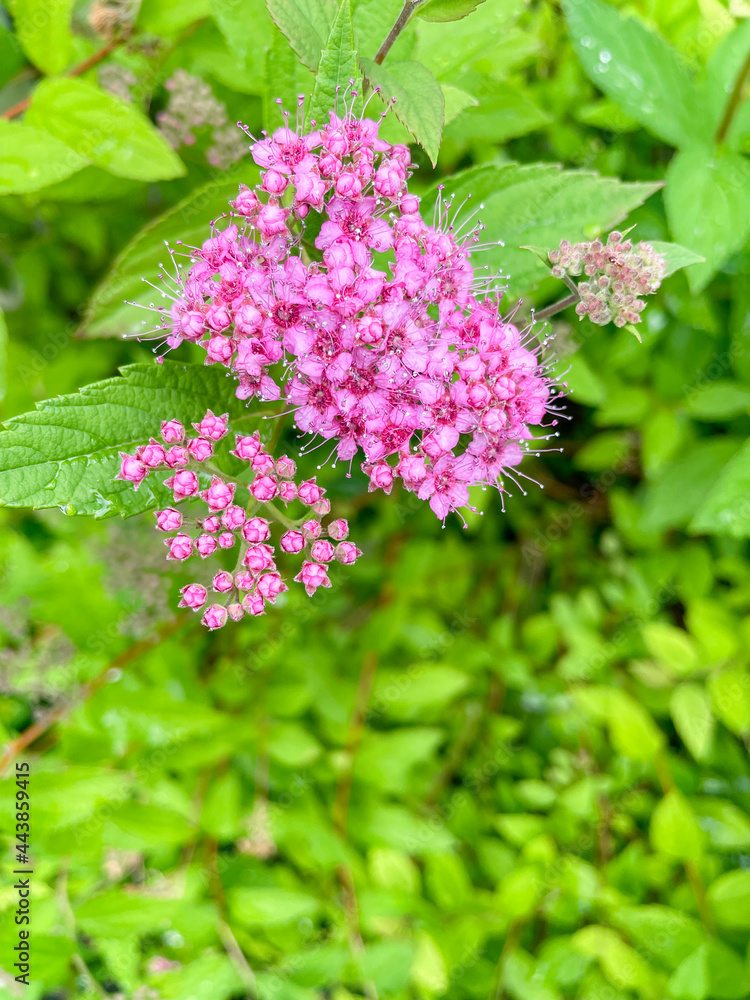 Garden flowers - Spiraea, sometimes spelled spirea in common names, and often known as meadow roads or bristles, is a genus of around 80 to 100 shrub species in the family Rosaceae. Garden flowers - Spiraea, sometimes spelled spirea in common names, and often known as meadow roads or bristles, is a genus of around 80 to 100 shrub species in the family Rosaceae.